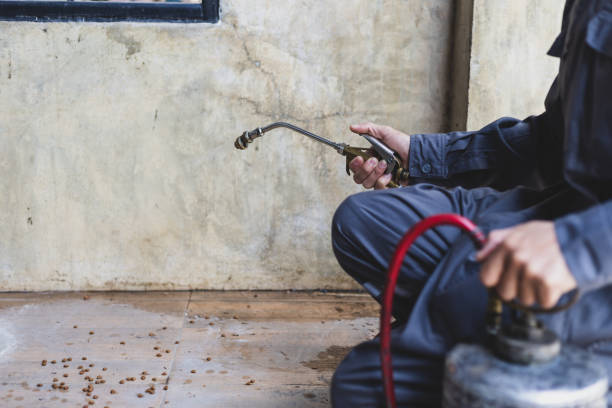 Best Flea Control Services  in South Gate, CA